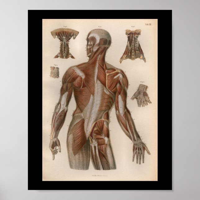 Poster 1879 Vintage Bock Anatomy Muscles d'impression (Devant)