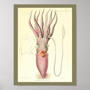 Poster 1881 copies vintages d'art de calmar de couleur