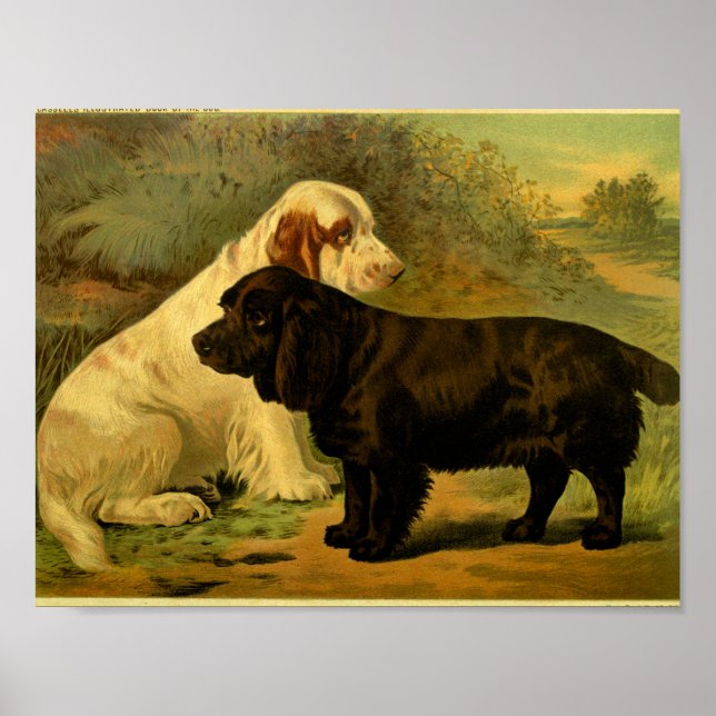 Poster 1881 Vintage Field Spaniels Imprimer (Devant)