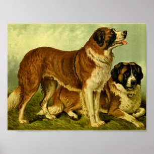 Poster 1881 Vintage St. Bernards Imprimer
