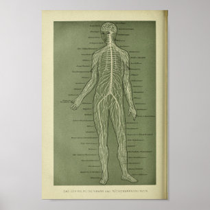 Poster 1886 copies humaines vintages d'anatomie de nerfs