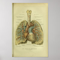 1886 Vintage poumons humains Anatomie Imprimer