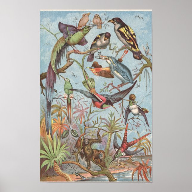 Poster 1889 Oiseaux de la Jungle africaine (Devant)