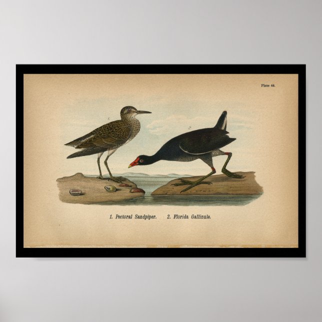 Poster 1890 Bécasseau Pectoral Imprimé Aux Oiseaux (Devant)