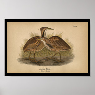Poster 1890 Bird Print American Bittern