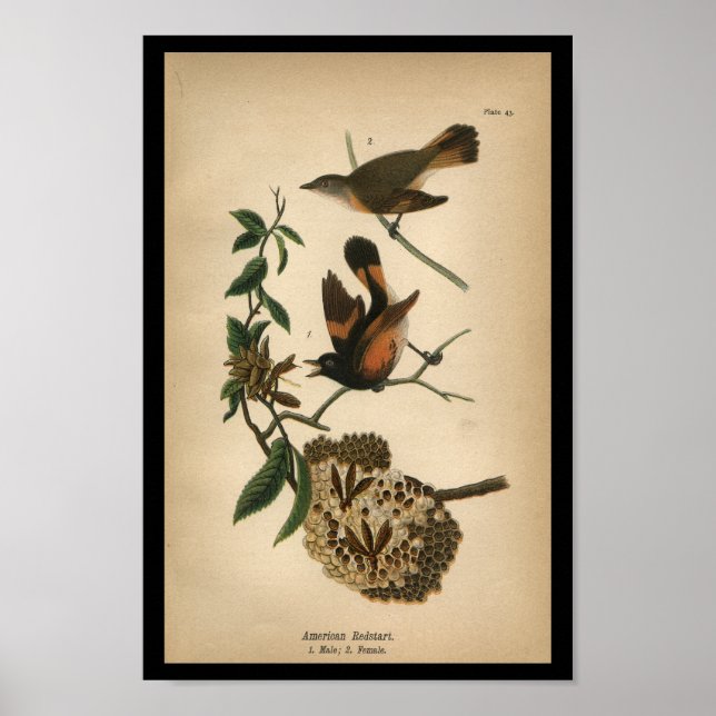 Poster 1890 Bird Print American Redstart (Devant)