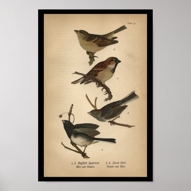 Poster 1890 Bird Print Français Sparrow (Devant)