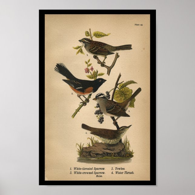 Poster 1890 Bruant blanc à projection d'oiseaux (Devant)