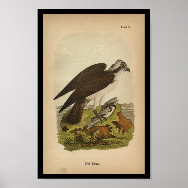 Poster 1890 Buse à poisson imprimé aux oiseaux (Devant)