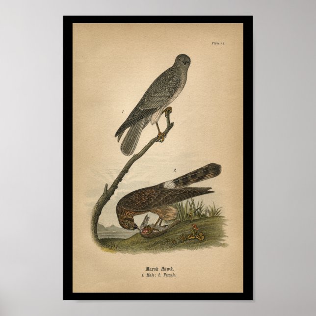 Poster 1890 Buse d'oiseaux (Devant)