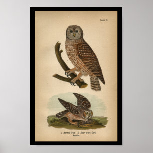 Poster 1890 Chouette barrée à imprimer