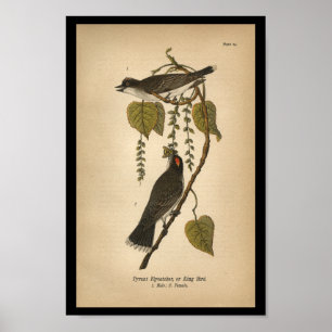 Poster 1890 Flycatcher tyran d'impression d'oiseaux