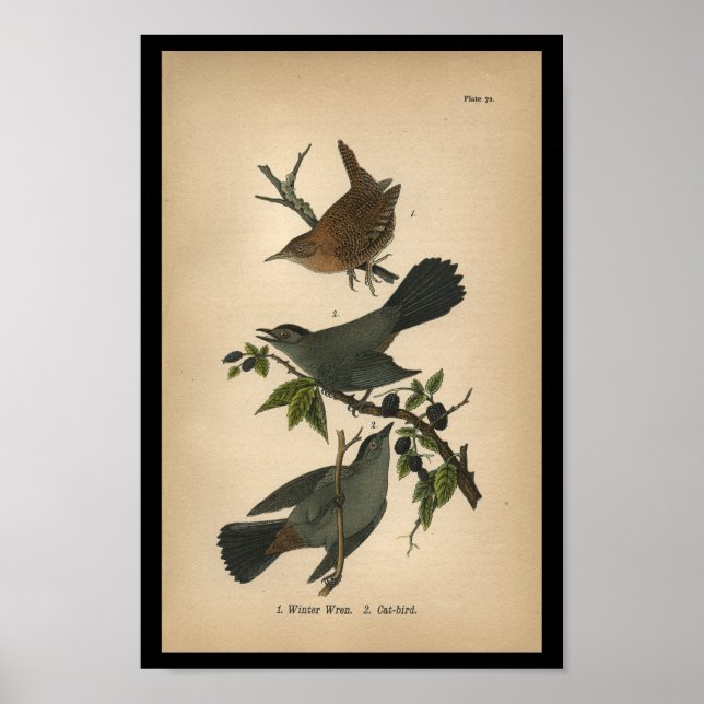 Poster 1890 Imprimé Oiseau hiver Wren (Devant)