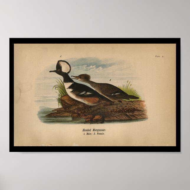 Poster 1890 Merganser à capuchon imprimé d'oiseaux (Devant)