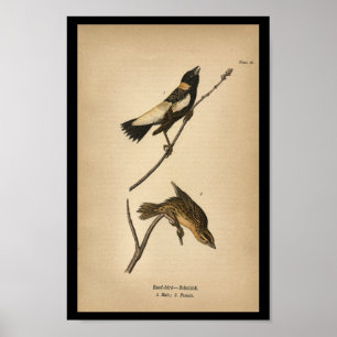 Poster 1890 Oiseau à imprimer Bobolink