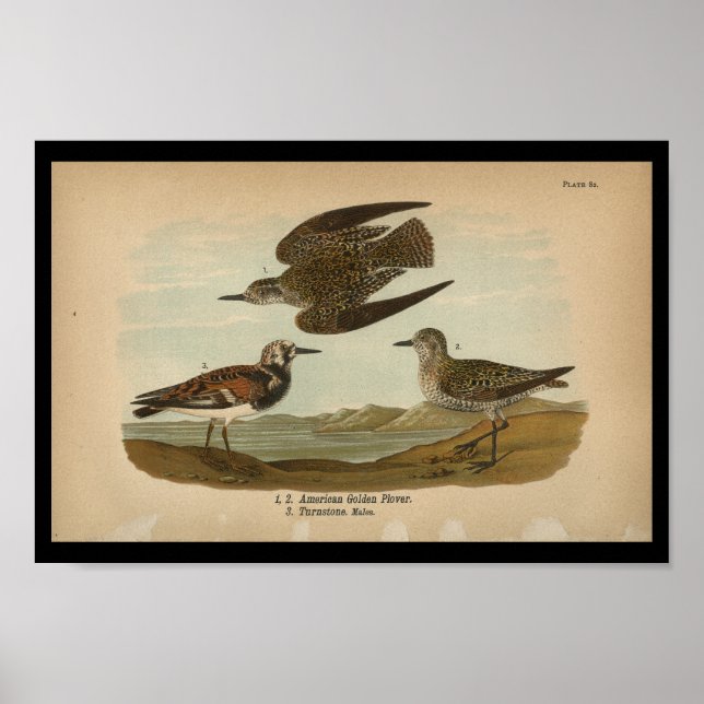 Poster 1890 Oiseau Imprimer American Golden Plover (Devant)