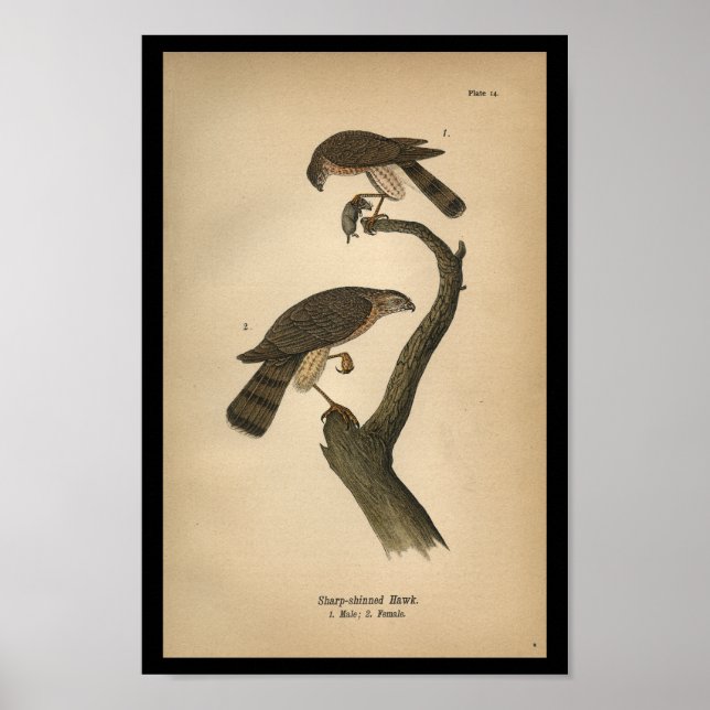 Poster 1890 Oiseau Imprimer Buse à lustrer (Devant)