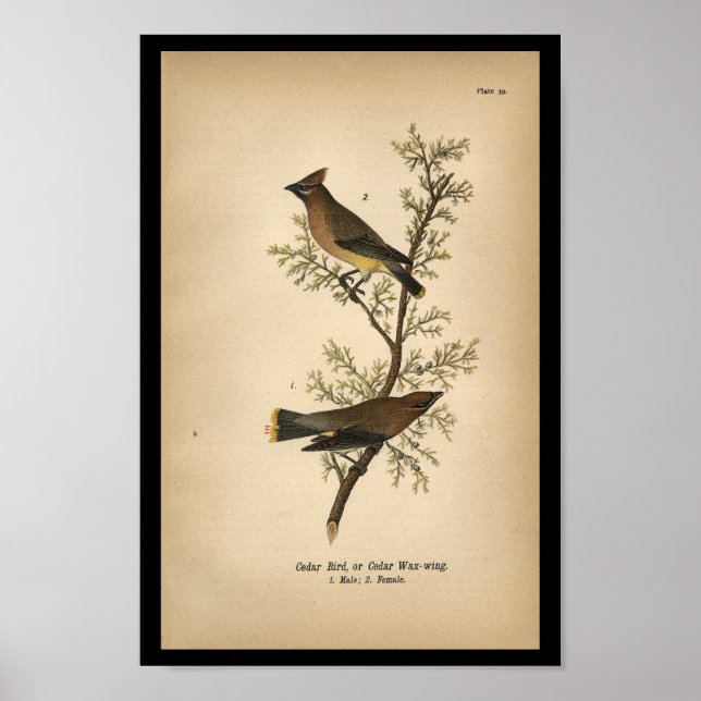 Poster 1890 Oiseau Imprimer Cèdre Oiseau (Devant)