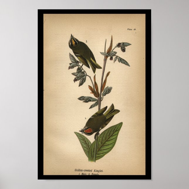 Poster 1890 Oiseau Imprimer Couronne dorée (Devant)