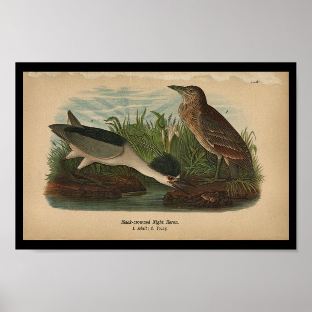Poster 1890 Oiseau Imprimer Héron de nuit (Devant)
