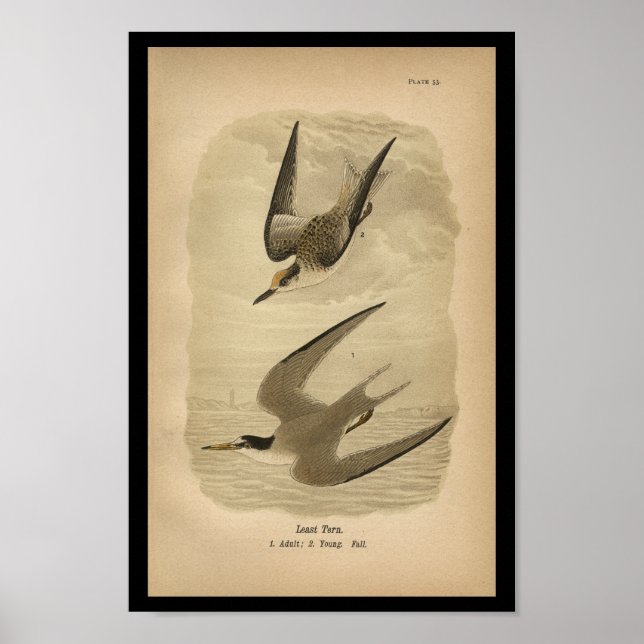 Poster 1890 Oiseau Imprimer la moins grande saucisse (Devant)