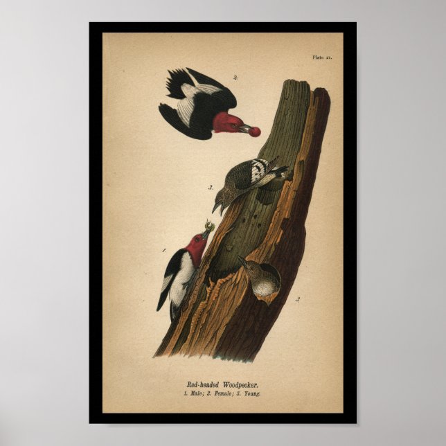 Poster 1890 Oiseau Imprimer Pic à tête rouge (Devant)