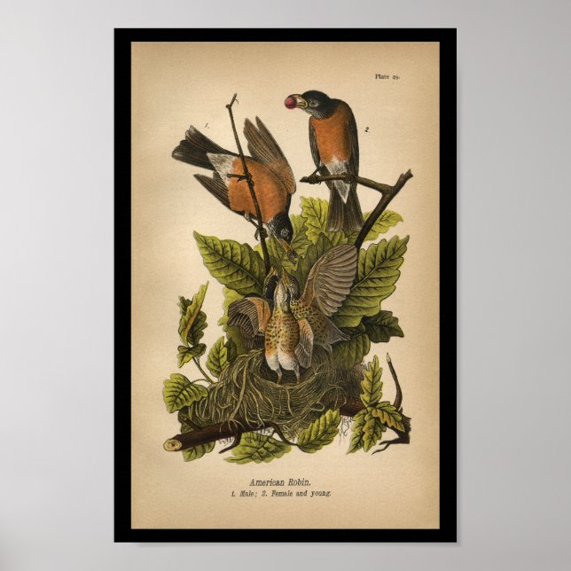 Poster 1890 Oiseau Imprimer Robin américain (Devant)