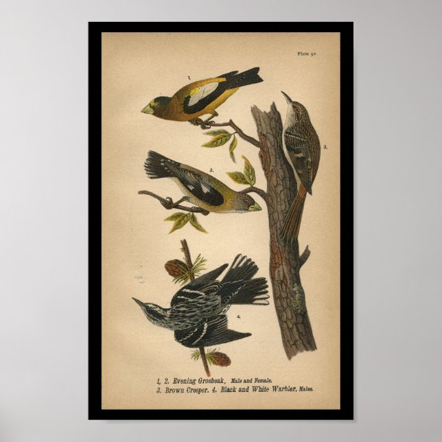 Poster 1890 Oiseau Imprimer Soirée Grosbeak (Devant)