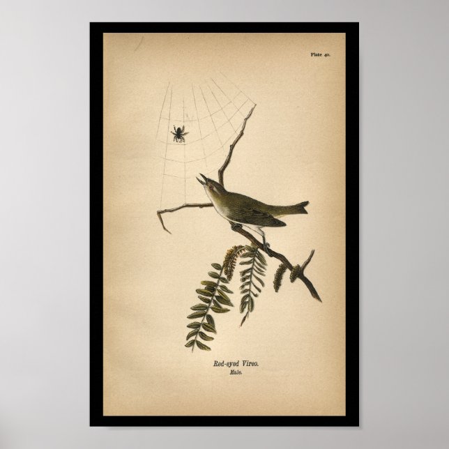 Poster 1890 Vireo aux yeux rouges (Devant)