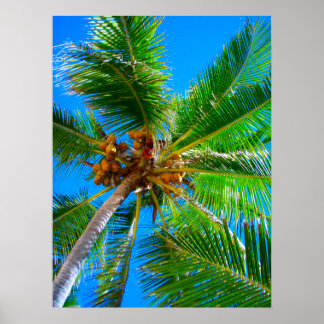 Poster (18 po x 24 po) Palm Tree Vanuatu