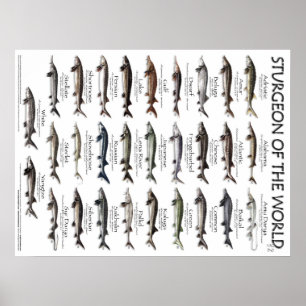 POSTER - 18X24 - ÉPOQUE DU MONDE