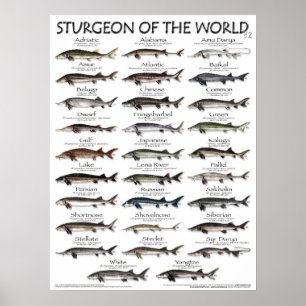 POSTER - 18X24 - STURGEON DER WELT