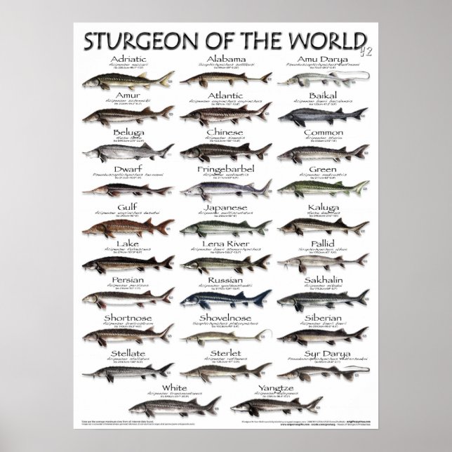 POSTER - 18X24 - STURGEON DER WELT (Vorne)
