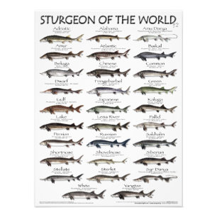 POSTER - 18X24 - STURGEON DU MONDE - TOUT D'ABORD