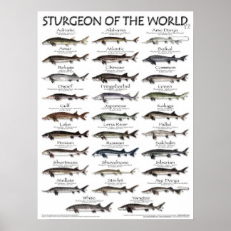 POSTER - 18X24 - STURGEON DU MONDE - TOUT D'ABORD