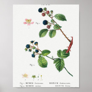 Poster 1 Blackberry (Rubus fruticosus) 2 Dewberry (Rubus)