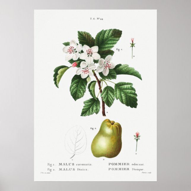 Poster 1 Crabelle douce (Malus coronaria) 2 Pomme (Malus (Devant)