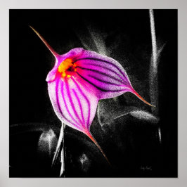 Poster 1x1 Ratio orchidée noire Img5480