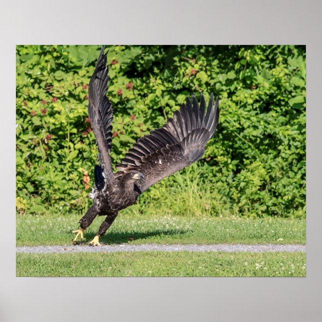 Poster 20x16 Aigle à tête blanche juvénile (Devant)