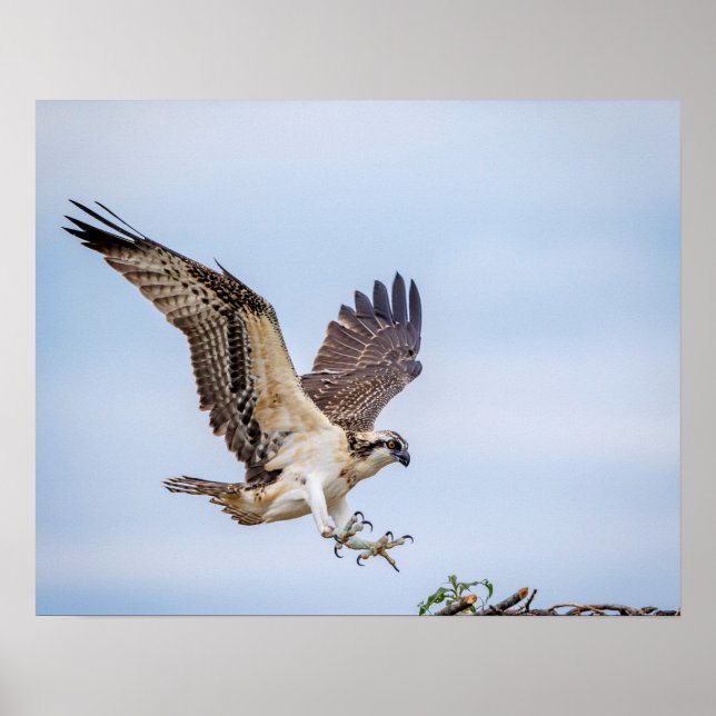 Poster 20x16 Atterrissage de balbuzard pêcheur dans le ni (Devant)