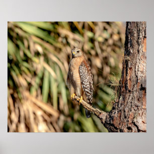 Poster 20x16 Buse à épaulettes rouge dans un arbre
