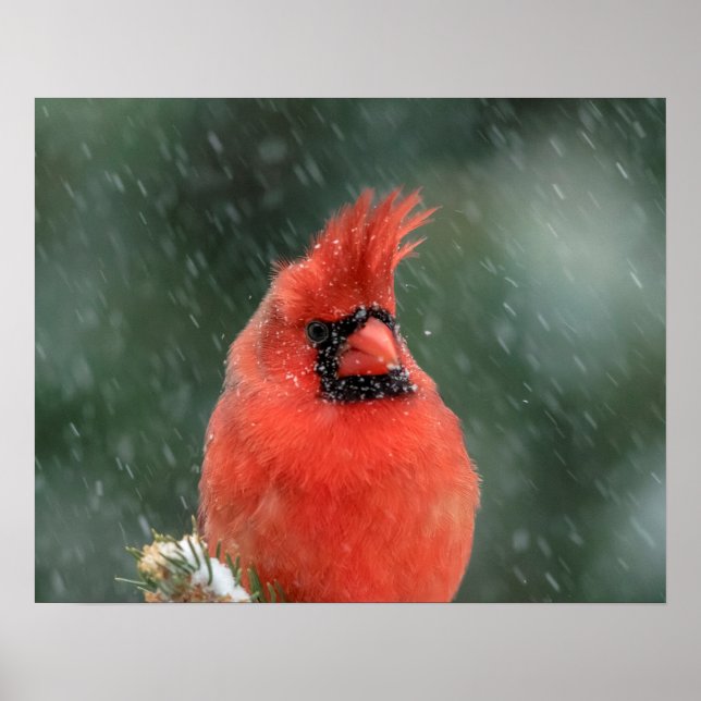 Poster 20x16 Cardinal dans un pin pendant une tempête de  (Devant)