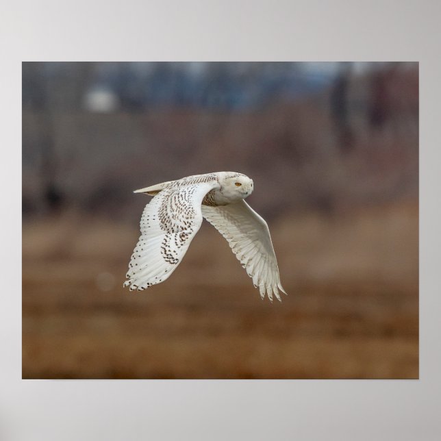 Poster 20x16 Chouette neige en vol (Devant)