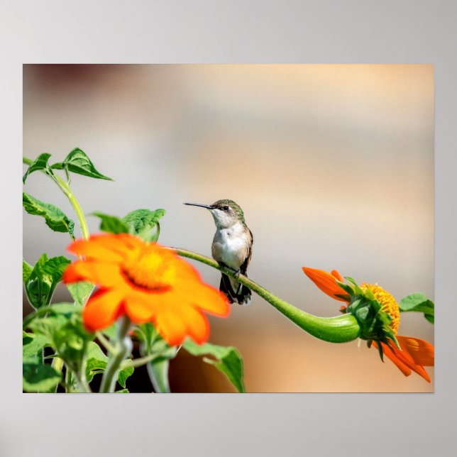 Poster 20x16 Colibri sur un plante à fleurs (Devant)