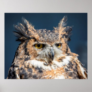 Poster 20x16 Great Horned Owl Portrait