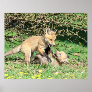 Poster 20x16 Kits Red Fox Jouer