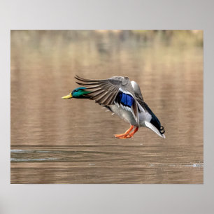 Poster 20x16 Mallard Canard en vol