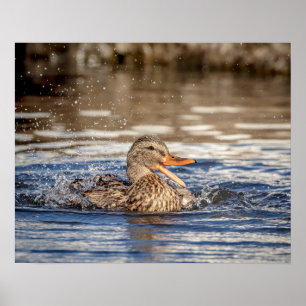Poster 20x16 Mallard Duck au Downing Park