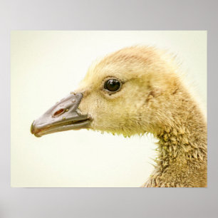 Poster 20x16 Oie canadienne (Gosling)
