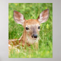 20x16 Portrait d'un faon (cerf de Virginie)